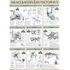 Musculation des pectoraux : Poster