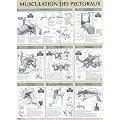 Musculation des pectoraux : Poster