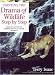 Painting the Drama of Wildlife Step by Step