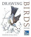 Drawing birds