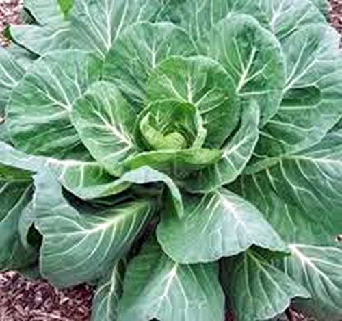 Collard Greens Seeds, Georgia Southern, Heirloom, Organic 50+ Seeds, Non Gmo