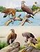 Eagles Hawks & Falcons Grey Headed Fishing Eagle Plate