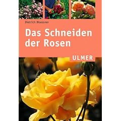Das Schneiden der Rosen