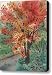My Maple Canvas Print / Canvas Art - Artist Donald Maier