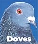 Doves (Naturebooks: Birds)