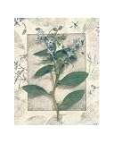 Borage Art Print Poster By Julie Nightingale, 8  x 10 