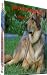 How to understand your dog-Training Your Human for Fun and Friendship-AAA+++