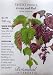 Shiso "Green and Red" Perilla Heirloom Seeds