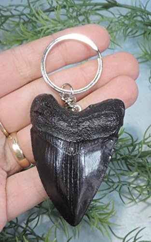 Megalodon Sharks Tooth Replica Keychain