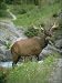 Photo Jigsaw 16x12 (40x30cm) Elk, Canada by Robert Harding