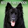 Belgian Sheepdogs 2004 Calendar