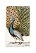 Male Peacock In Full Display by Johann Leonhard. Size 9.43 inches width by 15.97 inches height. High Quality Art Poster Print