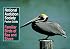 National Audubon Society Pocket Guide to Familiar Birds of Sea and Shore (National Audubon Society Pocket Guides)