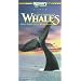 In the Company of Whales [VHS]