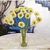 Gerber Daisy Liquid Illusion - B001DROZOG