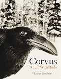 Corvus