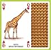 African Animals Playing Cards