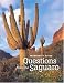 Frequently Asked Questions About the Saguaro