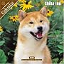 Shiba Inu 2008 Wall Calendar