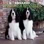 English Springer Spaniels: 2003