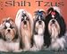 Book Just Shih Tzus