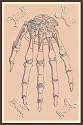 Art Poster, Bones of the Upper Row - 18.75 x 27.5