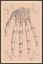 Art Poster, Bones of the Upper Row - 18.75 x 27.5