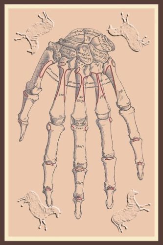 Art Poster, Bones of the Upper Row - 18.75 x 27.5