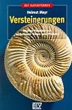 Versteinerungen: Häufige Fossilien von wirbellosen Tieren und Pflanzen