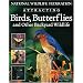 Butterflies, Butterflies and more