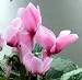 Fragrant Pink Miniature Cyclamen Plant -Winter Blooming