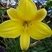 HEMEROCALLIS CORKY-Ideal Gift For A 20th Wedding Anniversary