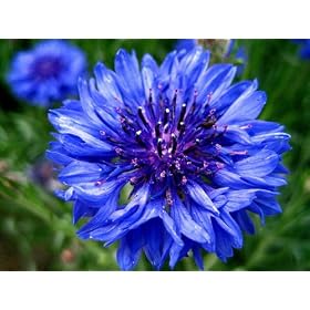 CORNFLOWER - CENTAUREA CYANUS - Wildflower 150 Seeds