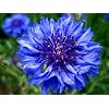 CORNFLOWER - CENTAUREA CYANUS - Wildflower 150 Seeds
