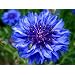 CORNFLOWER - CENTAUREA CYANUS - Wildflower 150 Seeds