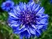 CORNFLOWER - CENTAUREA CYANUS - Wildflower 150 See