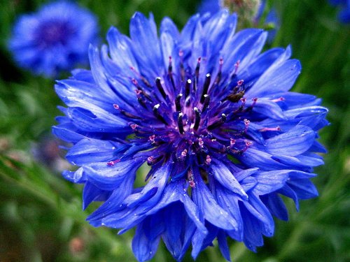 CORNFLOWER – CENTAUREA CYANUS – Wildflower 150 Seeds