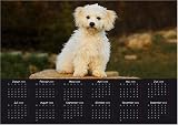 Eigenschaften Das Tierporträt  / Jahresplaner Kalender Bologneser, Bolonka 2009