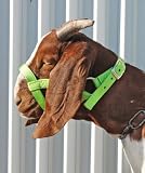 Nylon Goat Halter - Lime Zest