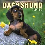 Dachshund Puppies 2005 Wall Calendar