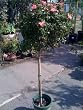 Coral Carpet Rose Topiary Five Gallon Plant