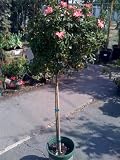 Coral Carpet Rose Topiary Five Gallon Plant
