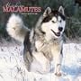 Alaskan Malamutes Calendar 2007