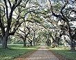 Southern Spring Canopy of Trees Photograph - Beautiful 16"x20" Photographic Print by Carol M. Highsmith