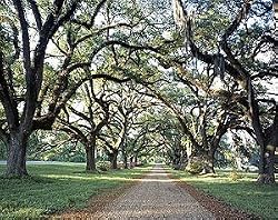 Southern Spring Canopy of Trees Photograph - Beautiful 16"x20" Photographic Print by Carol M. Highsmith