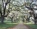 Southern Spring Canopy of Trees Photograph - Beautiful 16"x20" Photographic Print by Carol M. Highsmith