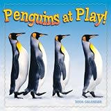 Penguins At Play W