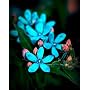 Blue Star Tweedia Oxypetalum 10 Seeds
