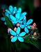 Blue Star Tweedia Oxypetalum 10 Seeds