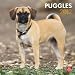 Puggles 2012 Square 12X12 Wall Calendar (Multilingual Edition)